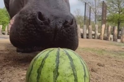 Epic Showdown: Hippo vs. Watermelon in a Hilarious Battle for Snack Supremacy!