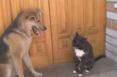 Fur-tastic Duo: Dog and Cat Comedy Showdown Brings the House Down!