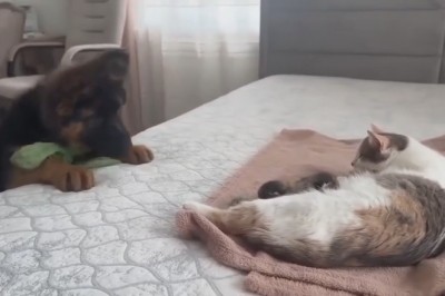 Heartwarming Surprise: Tiny Dog Visits New Mom Cat and Her Adorable Kittens for a Paw-some Blessing!