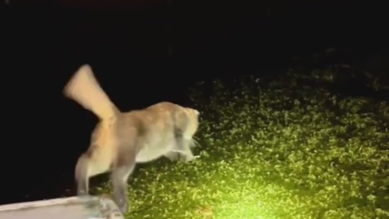 Hilarious Cat Takes a Leap of Faith into the River!