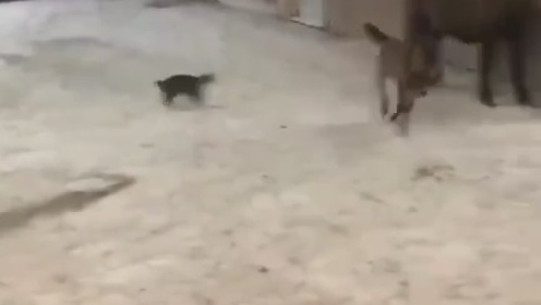 Hilarious Odd Couple Alert: Tiny Horse Bonds with Sassy Cat in Unlikely Friendship!