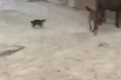 Hilarious Odd Couple Alert: Tiny Horse Bonds with Sassy Cat in Unlikely Friendship!