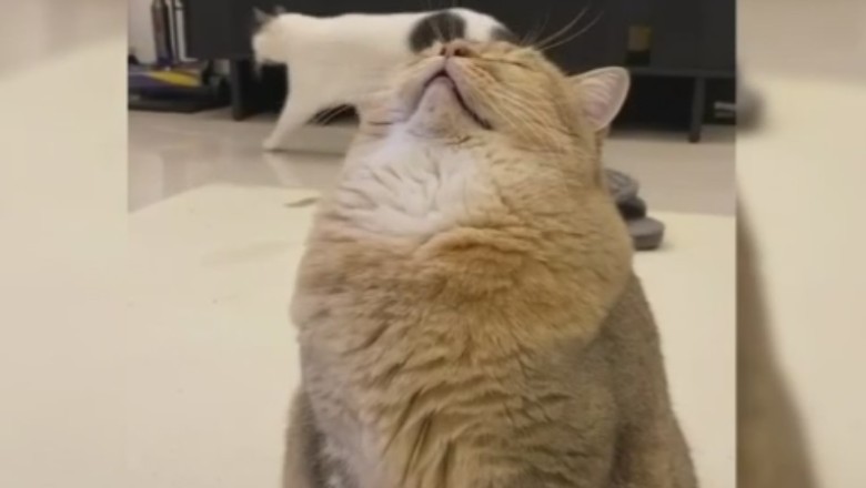 Paws and Prayers: Cat's Hilarious Attempt at a Divine Intervention!