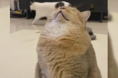 Paws and Prayers: Cat's Hilarious Attempt at a Divine Intervention!