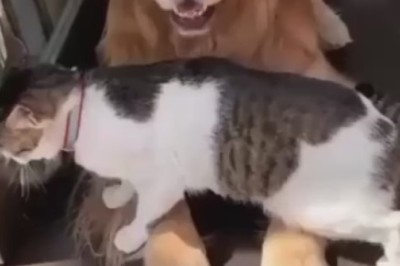 Pawsitively Adorable: Unlikely Friendship Between Cats and Dogs Will Melt Your Heart!