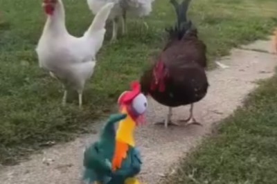 The Poultry Power Struggle: Turkey, Rooster, and Hen in a Feathery Face-Off!