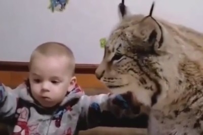 Adorable Chaos: Big Kitty and Tiny Baby Share a Mealtime Adventure!