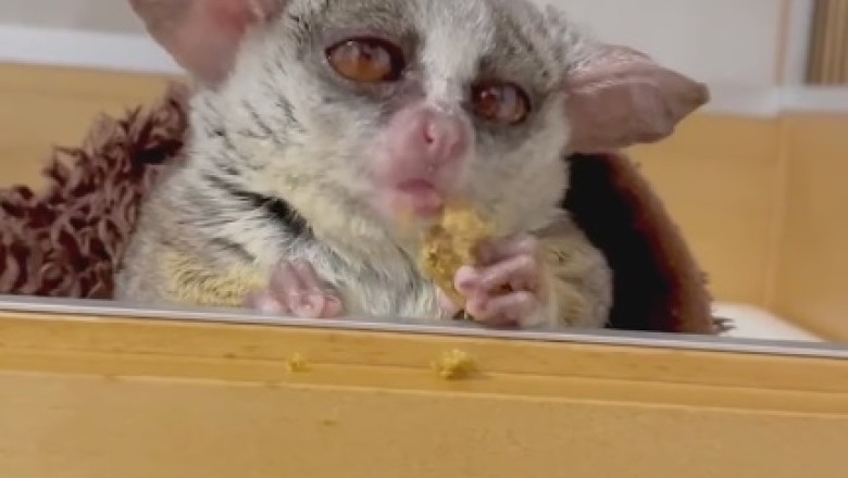 Adorable Galago Goes Bonkers Over Tasty Treats in Hilarious Feeding Frenzy!