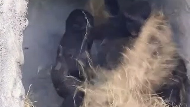 Banana Drama: Hilarious Quarrel Between Two Gorillas Goes Viral!