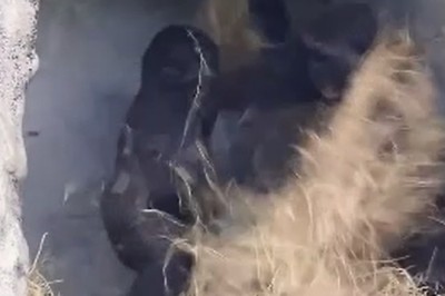 Banana Drama: Hilarious Quarrel Between Two Gorillas Goes Viral!