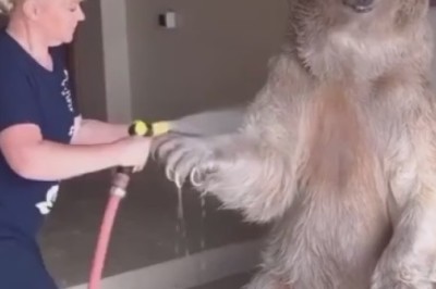 Bear-y Clean Comedy: Hilarious Video of Owner Bathing Adorable Bear Goes Viral!