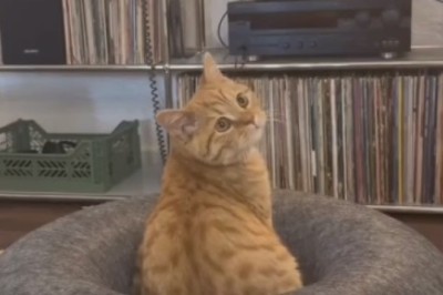 Cat Boss: Owner Builds Skin House for Feline Ruler!