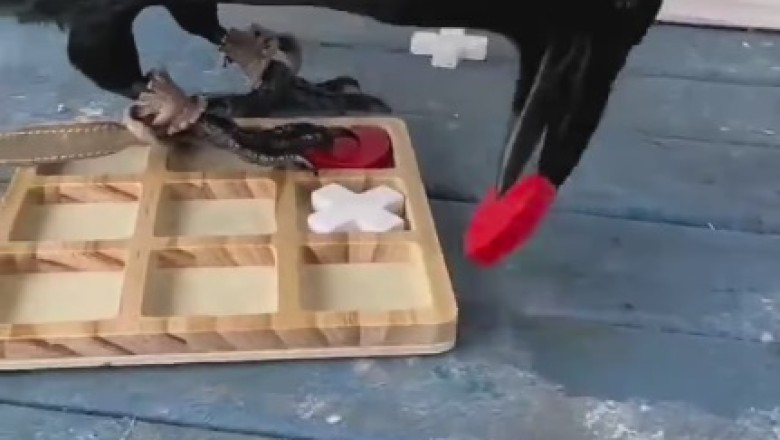 Checkmate! Clever Crow Outsmarts Owner in Hilarious Chess Showdown!
