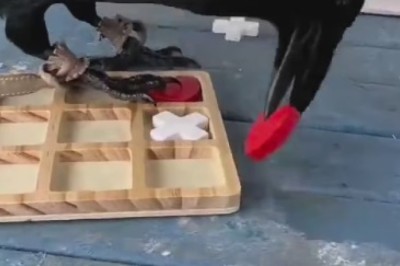 Checkmate! Clever Crow Outsmarts Owner in Hilarious Chess Showdown!