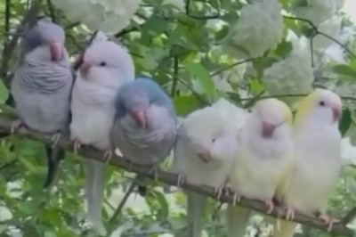 Chirp-tastic Charm: Mesmerizing Canaries Sing and Soar in Stunning Avian Symphony!