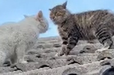 Claws Out Comedy: Hilarious Cat Fight Showdown!