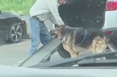 Highway Hilarity: Shepherd Dog's Hilarious Surprise Reaction Caught on Camera!