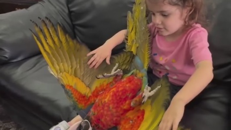 Hilarious Parrot Shows Off Its Big Bird Moves!