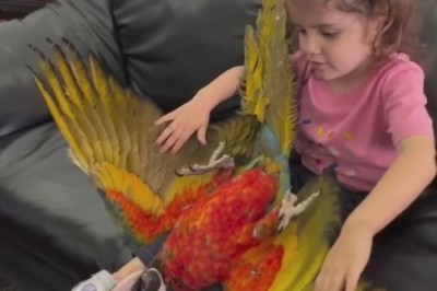 Hilarious Parrot Shows Off Its Big Bird Moves!