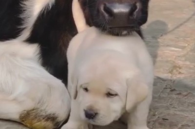 Moo-tiful Friendship: Tiny Cow Calf and Mini Dog's Adorable Shenanigans Will Melt Your Heart!