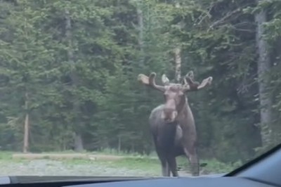 Moose on the Loose: Hilarious Bear Chase Takes the Wild by Storm!