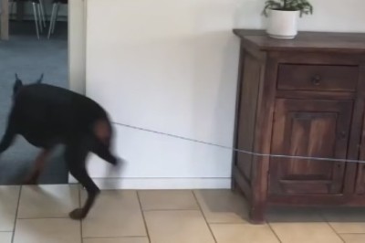 Pawsitively Hilarious: Dog and Owner's Playtime Escapades Go Viral!