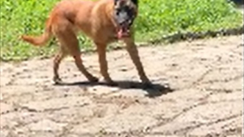 Tail-Wagging Tales: The Paw-some Adventures of a Shepherd Dog Family!