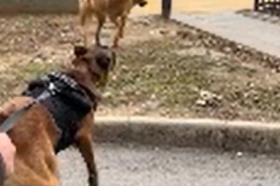 The Bark Avengers: When Good Boys Go Bad - The Ultimate Doggy Showdown!