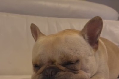 Tiny Paws, Big Dreams: Adorable Small Dog Takes Nap Time to Hilarious Heights!