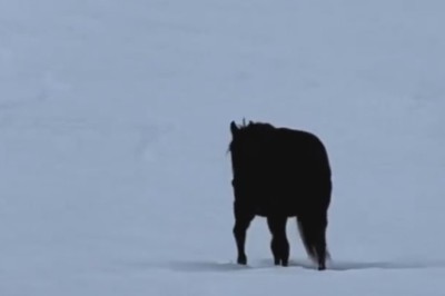Watch This Snow-Strolling Horse Stump Physics Geniuses!