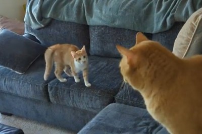 Epic Showdown: Watch These Two Cats Gear Up for a Hilarious Fight!  Description: