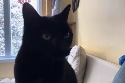 This Lovely Cat Will Melt Your Heart – Watch Her Sweetest Moments!