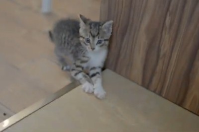 Watch This Kitten's Adorable Hyperactive Antics – You Won't Believe the Energy!