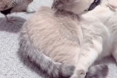 Cat and Partridge: Unlikely BFFs or Epic Rivalry?