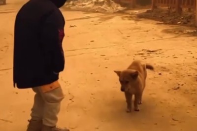 Dancing Dog Dazzles During Eclipse!