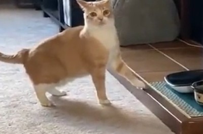 Hangry Cat Chronicles: The Epic Tale of a Cat Who Refuses to Eat!