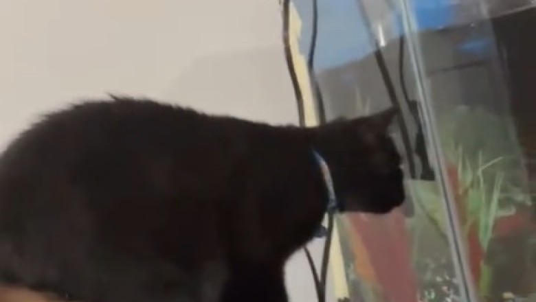 Hilarious Cat vs Fish Tank Showdown!