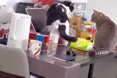 Paws Off Pills! Hilarious Hijinks of Two Cats on a Medication Mission!