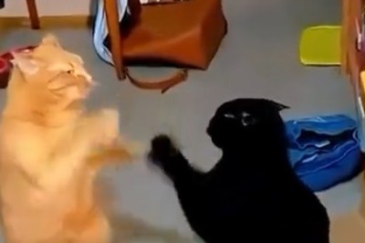 Pawsitively Hilarious: The Meowvelous Duo's Epic Game of Chila!