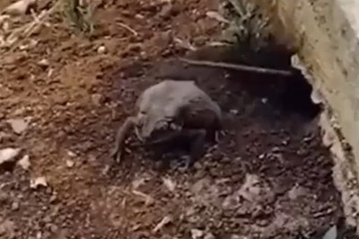 Rodent Reunion: Mouse's Hilarious Encounter with a Ribbit-ing Surprise!