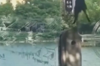 Cat-tastic Abilities: Watch These Paws in Action!