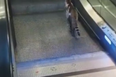 Pawsitively Hilarious Fail! Watch This Cat Miss the Escalator