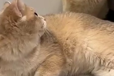 Double Trouble: The Hilarious Adventures of 2 Mischievous Cats!