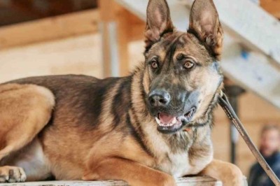 Elite Hybrid Marvels: Meet the Marine-Trained Protection Dogs Setting New Standards