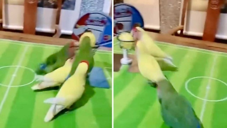 Feathered Frenzy: Birds Soar in Epic Basketball Showdown That Will Leave You Spellbound!