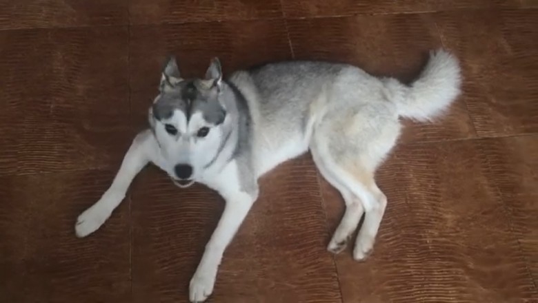 From Good Boy to Great Howler: This Pup’s Epic Wolf Impression Will Leave You Howling!