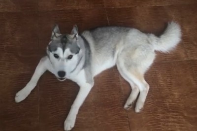From Good Boy to Great Howler: This Pup’s Epic Wolf Impression Will Leave You Howling!