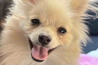 Heartbreaking Betrayal: Jealousy Turns Deadly for Innocent Pet in Texas