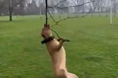 Hilarious Pets Gone Wild: You Won't Believe Your Eyes!