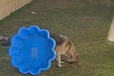 Laugh Therapy: When Pets Have Better Comedy Skills Than Humans!